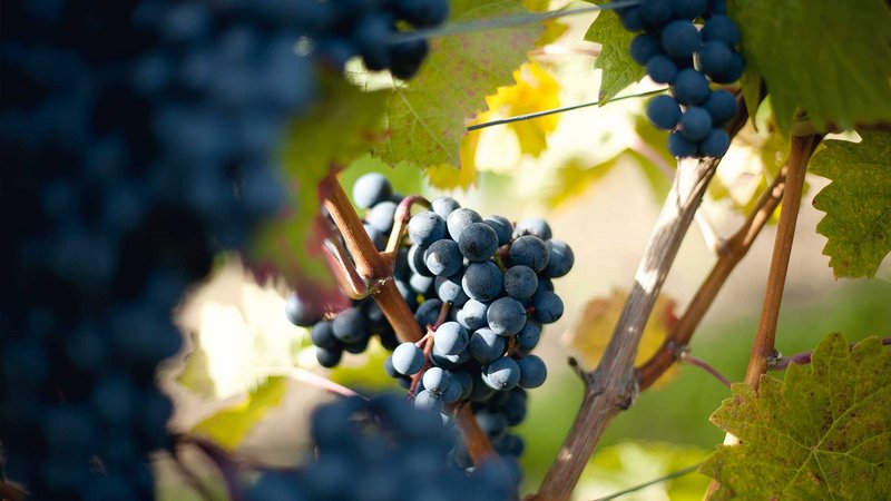 Rotweintrauben bei der Weinlese