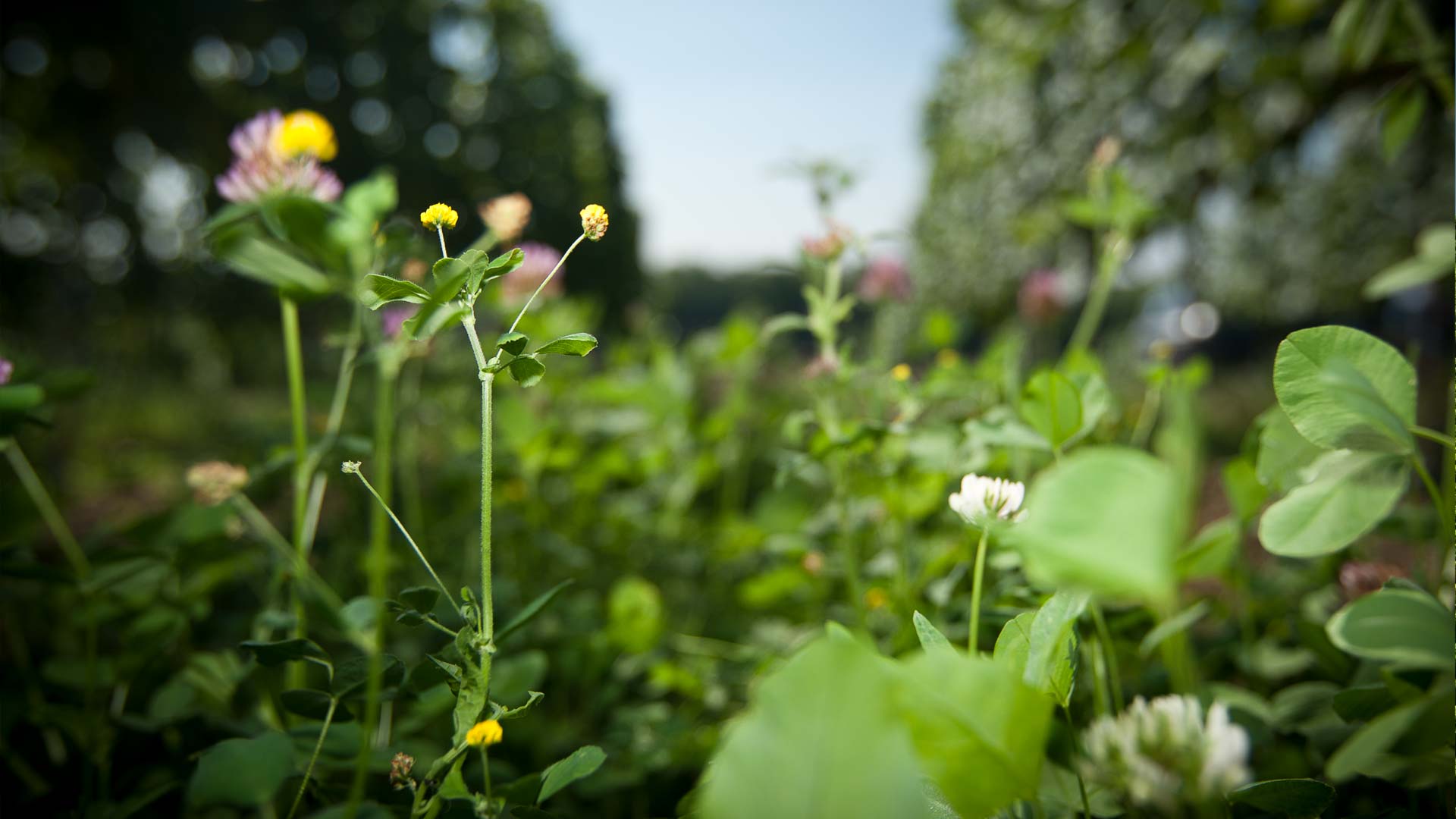 Bodenbegrünung im Weinberg – selbstverständlich bei biologischem Anbau (Fotografie: Adrian Vesenbeckh) Bodenbegrünung im Weinberg – selbstverständlich bei biologischem Anbau