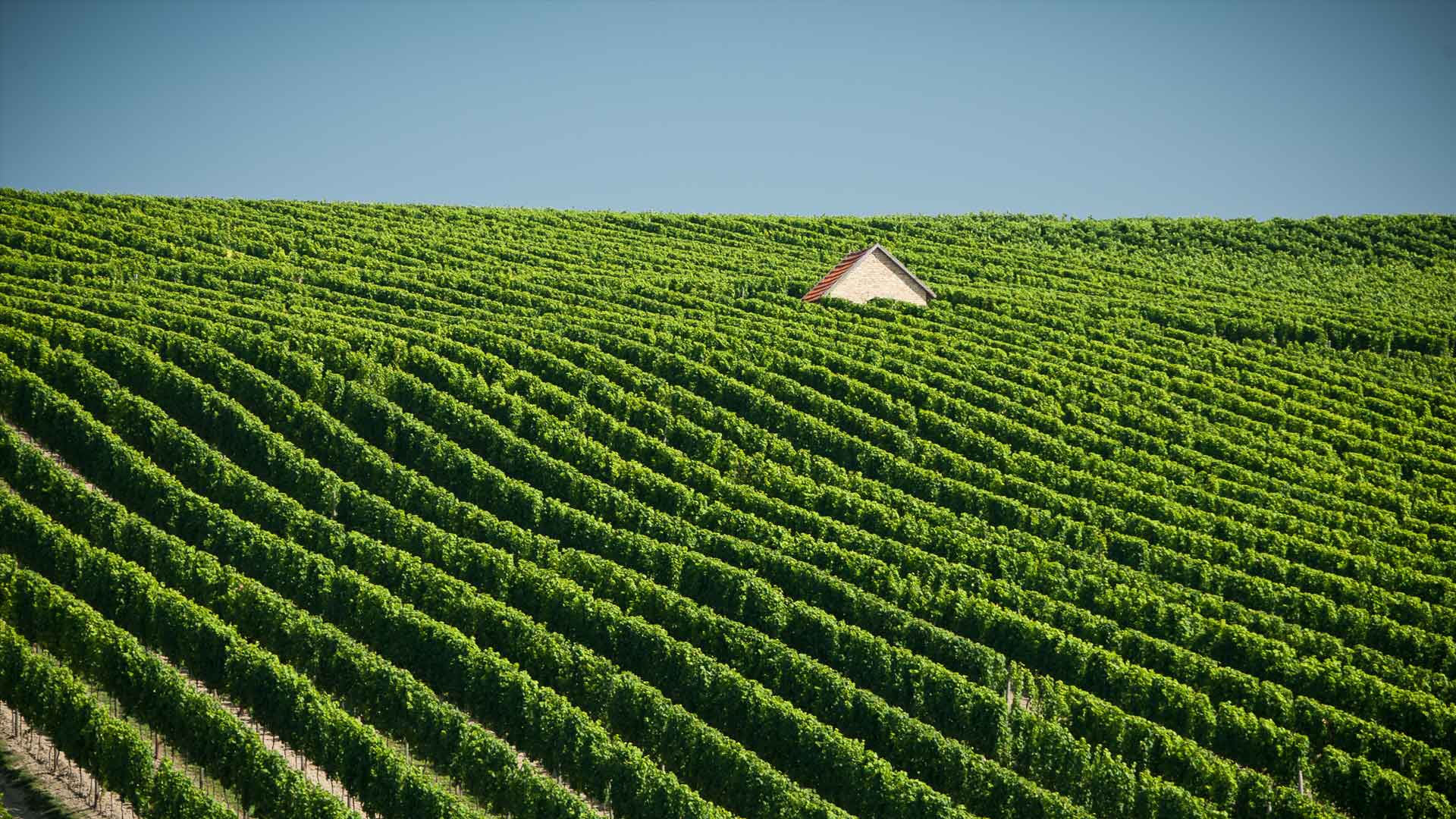 Weinlage Saulheim Hölle (Fotografie: Adrian Vesenbeckh) Weinlage Saulheim Hölle