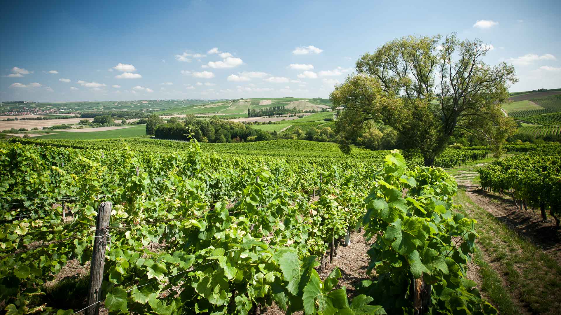 Weinlage Saulheim Schlossberg (Fotografie: Adrian Vesenbeckh) Weinlage Saulheim Schlossberg